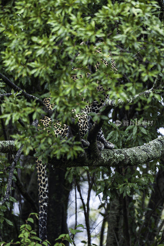 非洲豹(Panthera pardus)是一种豹的亚种，分布在撒哈拉以南非洲的大部分地区。肯尼亚马赛马拉国家保护区。藏在灌木丛中的树枝上。